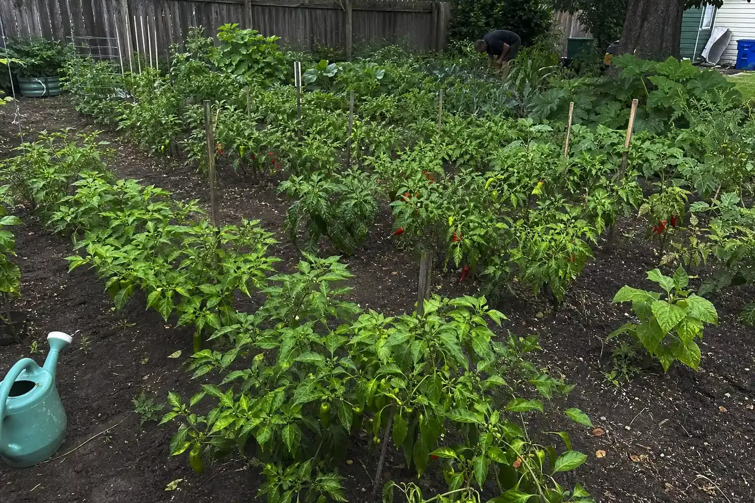 Chili- och paprikaplantor med mogna frukter i ett odlingsland.