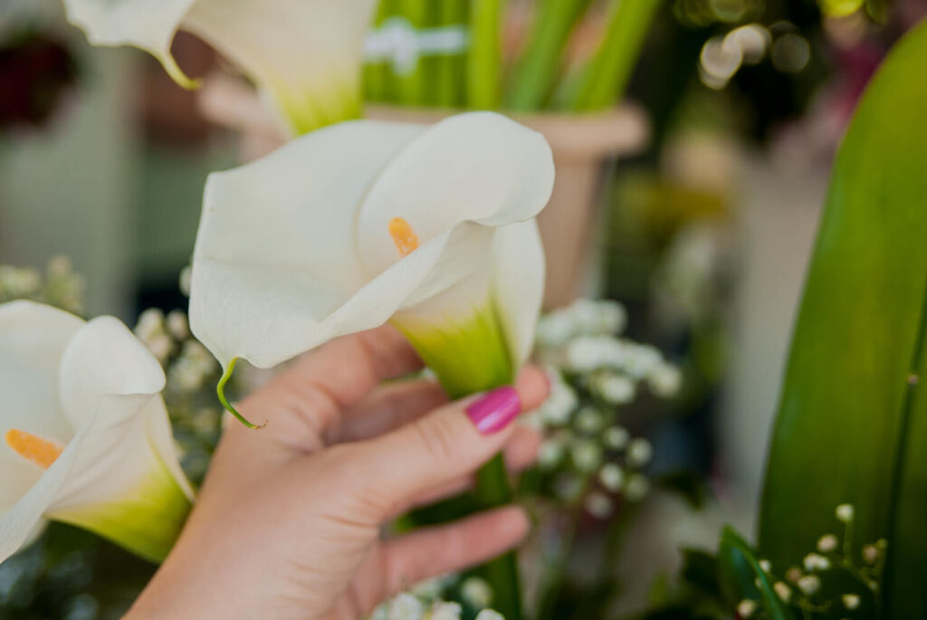 Fredskalla skötsel – dessa skötselråd håller växten frisk och blommande