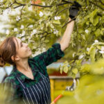 När ska man beskära äppelträd