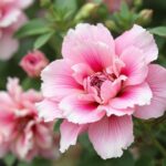 Pelargon vinterförvaring – så överlever dina pelargoner vintern