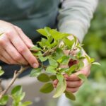 Stickling elefantöra – så tar du och planterar den rätt
